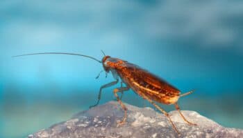 Hombre provoca explosión en su departamento al intentar matar a una cucaracha