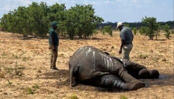 Decenas de elefantes murieron de sed tras sequía en Zimbabue