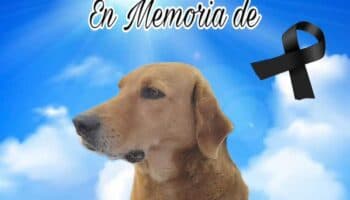 Muere ‘Elektro’, perro adoptado por Elektra, debido a un infarto por pirotecnia