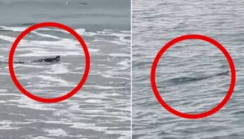 Videos | Cocodrilos sorprenden a turistas en Ixtapa Zihuatanejo; autoridades emiten alerta