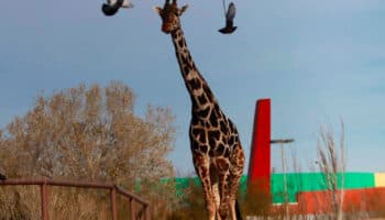 ¡Bienvenido Benito! Tras una larga travesía la jirafa llega a Africam Safari | Video