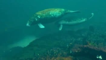 Científicos descubren manatíes en cuevas de la península de Yucatán; advierten de hábitat en riesgo