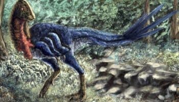 Descubren nueva especie de dinosaurio emplumado: 'pollo del infierno'