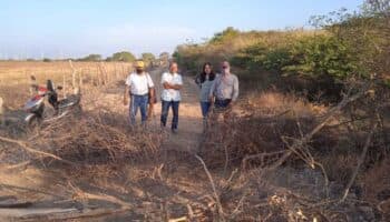 Más de 7 mil árboles talados en Unión Hidalgo para el Tren Interoceánico