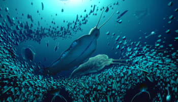 Descubren gusano depredador 'gigante' de más de 500 millones de años