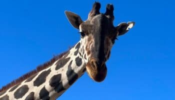 Jirafa Benito dejará Parque Central e irá a Africam Safari Puebla