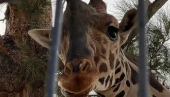 Luz verde para el traslado de Benito, la prioridad es su seguridad, dice Africam Safari
