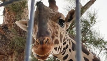 Africam Safari ultima detalles para traslado de Benito a Puebla | Video