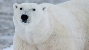 Oso polar muere por gripe aviar en Alaska; el primer caso en su especie