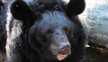 Zoológico en Escocia da la bienvenida a oso rescatado y herido en guerra de Ucrania