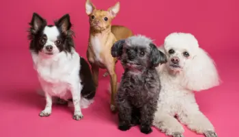 ¿Por qué los perros pequeños viven más tiempo?