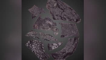 Hallan piel fosilizada de reptil más antigua; 21 millones de años más vieja que otras muestras