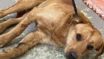 AMLO pide a Batres atender denuncia por asesino serial de perros en el Bosque de Nativitas