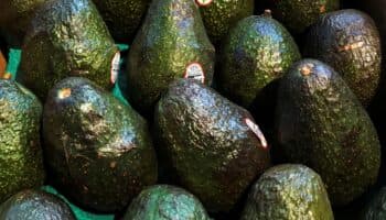 Aguacateros buscan diversificar sus exportaciones ante los aranceles de EU