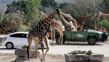 Reportan largas filas para ver a Benito en Africam Safari