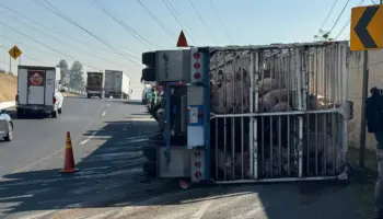 Tráiler cargado con cerdos vuelca en el Circuito Exterior Mexiquense; varios mueren