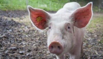 Científicos crean cerdos para trasplantes a humanos por primera vez en Japón