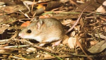 Una especie de ratón se convierte en tres distintas