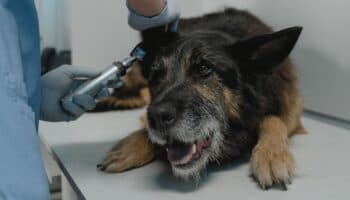 Creación de veterinarias gratuitas en todo el país ya es ley