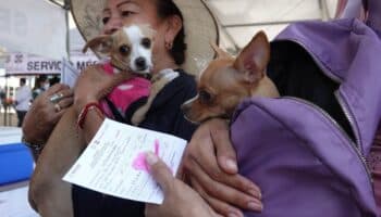 Por ley, deberán inscribir en registro a animales de compañía en CDMX | Video