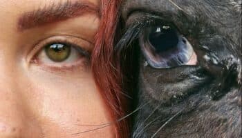 Los rescates de caballos más dramáticos hechos por Elena Larrea