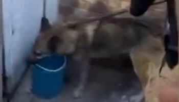 ¡No era lobo! Es perro doméstico y se puede adoptar