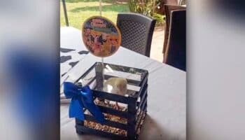 Encierran a pollitos vivos en centros de mesa para fiesta; causa indignación en redes | Video