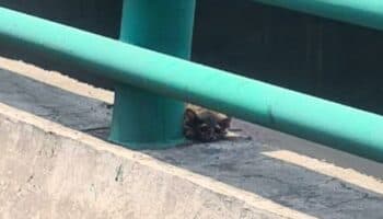 CDMX: Rescatan a cacomixtle herido en el segundo piso del periférico | Video