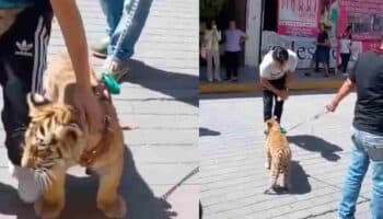 Video | Captan a hombre paseando un cachorro de tigre en Tulancingo, Hidalgo