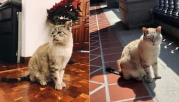 Muere Zeus, el famoso gato que vivía en Palacio Nacional