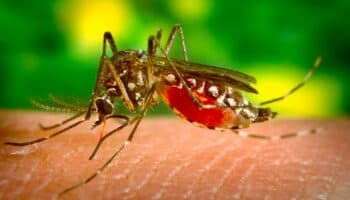 América Latina ante su peor brote de dengue, favorecido por el cambio climático