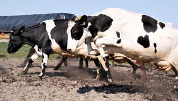 Detectan virus de gripe aviar en leche de vacas infectadas en EU: OMS