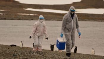 OMS: Riesgo de que gripe aviar se propague a humanos es 'enorme preocupación'