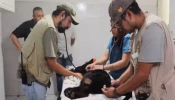 Muere jaguar tras beber descargas del ayuntamiento de Morelia