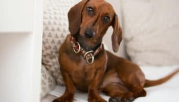 ¿Por qué Alemania busca prohibir los perros salchicha?