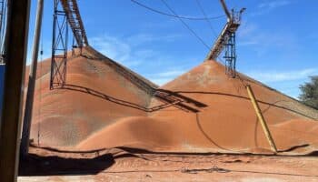 Productores de Sorgo en Nayarit advierten que ya no es rentable el cultivo