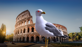 Aumentan denuncias por ataques de gaviotas en Roma