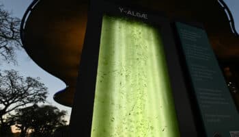 Científicos argentinos desarrollan 'árbol líquido' que produce oxígeno en zonas urbanas