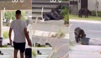 Video | Maxi Meza da agua a los osos fuera de su casa ante intenso calor