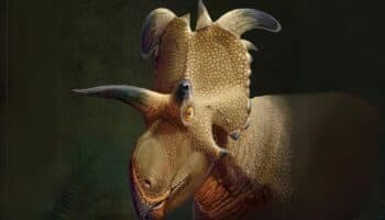 Presentan nueva especie de dinosaurio con sorprendentes cuernos