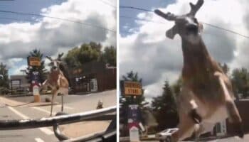 Ciervo atraviesa el parabrisas de un autobús | Video