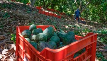 Productores de aguacate buscan reactivar exportaciones de Michoacán a EU