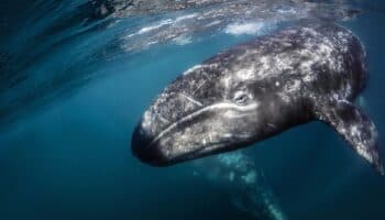Ballenas grises del Pacífico han menguado un 13% en lo que va de siglo
