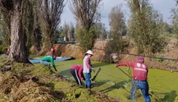SCJN presenta tres sentencias que protegen al medio ambiente sano