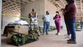 Situación de monos en el sureste mexicano se estabiliza: Semarnat