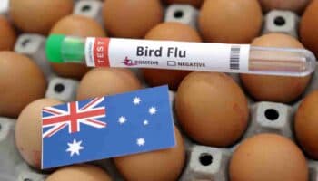 OMS confirma primer caso de gripe aviar en Australia