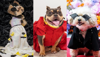 Perritos desfilan y recrean looks de 'Met gala' en la 'Pet Gala' en Nueva York