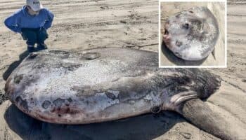Encuentran enorme pez 'luna' en las costas de Oregon | Fotos