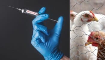 ¿Existe una vacuna contra la gripe aviar A(H5N2) para humanos?
