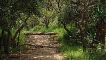 Los bosques del mundo no lograron frenar las emisiones climáticas en 2023: estudio